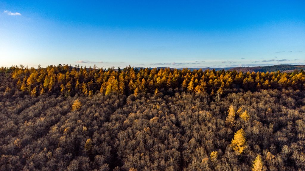Mischwald mit Laub- und Nadelbäumen im herbstlichen Ederbergland